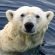 bear_thumb