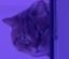 cat_thumb