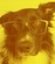 dog_thumb
