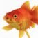 fish_thumb