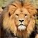 lion_thumb
