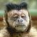 monkey_thumb